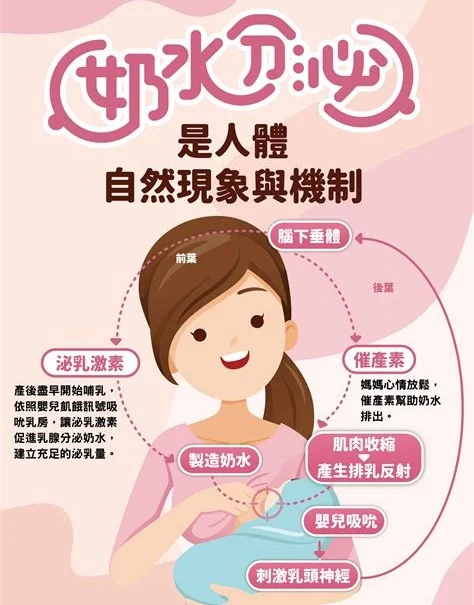 產後泌乳第二期母乳量變化 新手媽咪哺乳示意圖