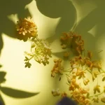 孕婦可以喝桂花嗎