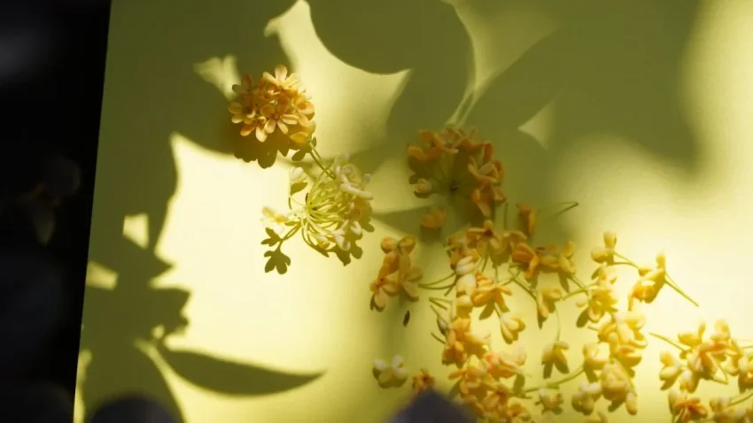 孕婦可以喝桂花嗎